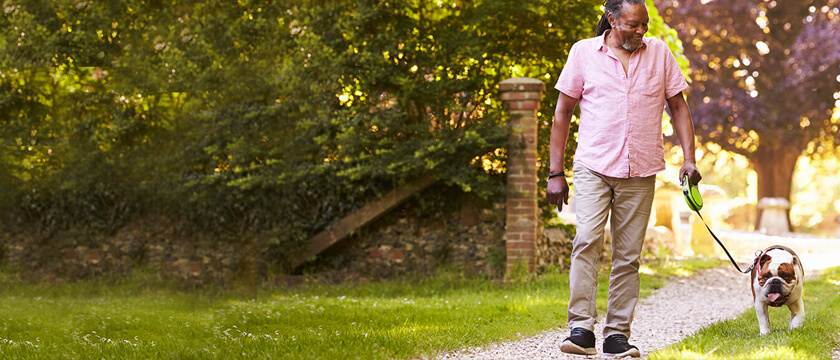 Man Walking a Bulldog in Park